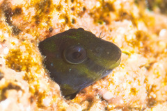 Cape Verde Rockskipper photo 4