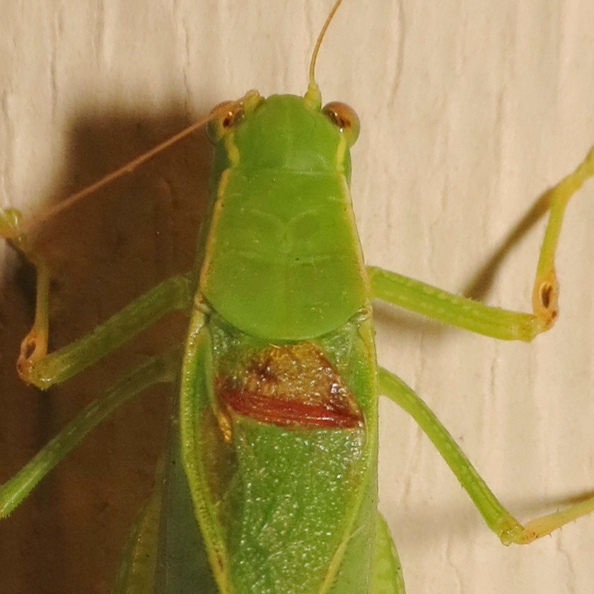 angularwinged katydid