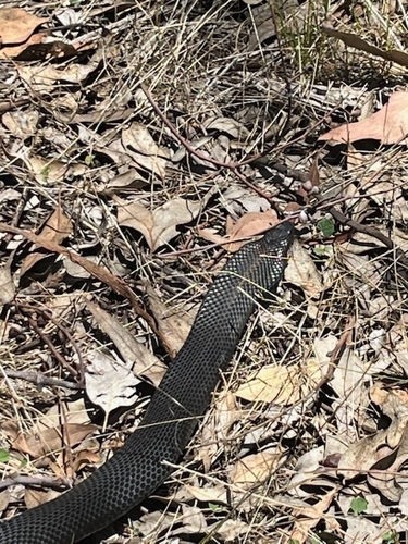 Blue-bellied Black Snake sighting