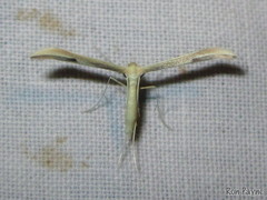 Hellinsia pectodactylus