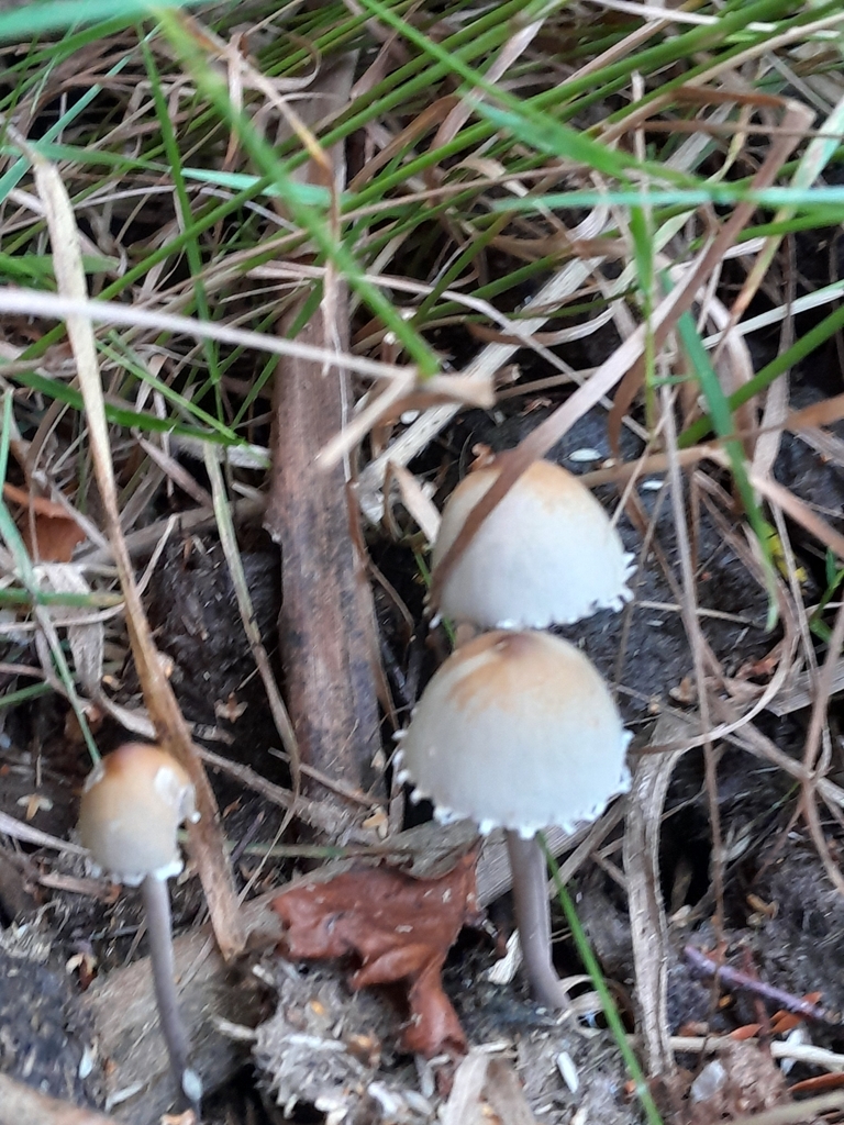 Panaeolus papilionaceus · January 2025 · photo: © hannah_whittall (iNaturalist, cc-by)