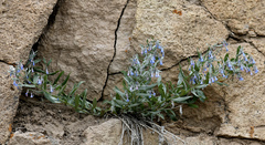 Mertensia lanceolata