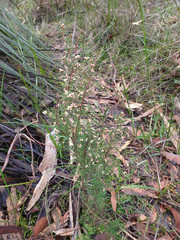 Cryptandra tomentosa