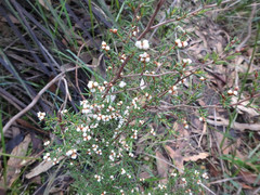 Cryptandra tomentosa