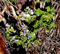 Polemonium pulcherrimum delicatum