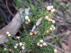 Cryptandra tomentosa