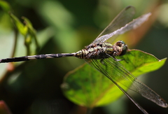Orthetrum sabina