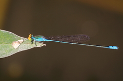 Pseudagrion rubriceps