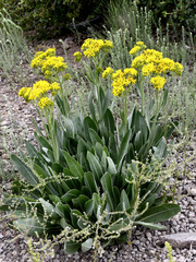 Senecio atratus