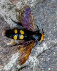 Megascolia maculata flavifrons