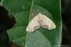 Achrosis incitata