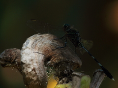 Orthetrum sabina