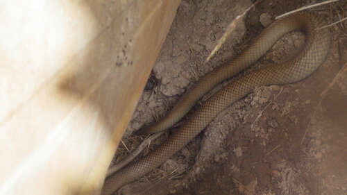 Eastern Brown Snake sighting