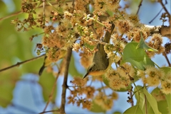 Chalcoparia singalensis