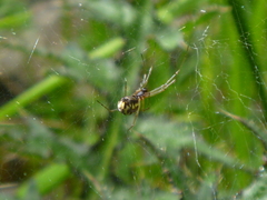 Neriene peltata