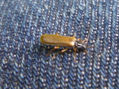 Rhagonycha lignosa