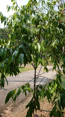 Neobalanocarpus heimii