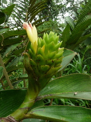 Costus guanaiensis