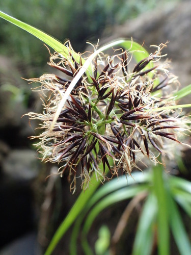 Rhynchospora sclerioides