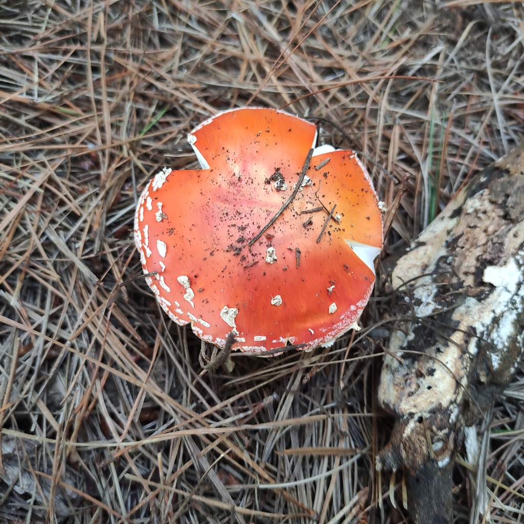 Amanita muscaria · January 2025 · photo: © jennysaito (iNaturalist, cc-by)