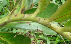 Costus guanaiensis
