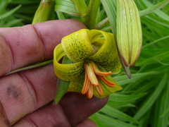 Lilium pyrenaicum