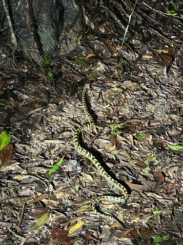 Jungle Carpet Python sighting