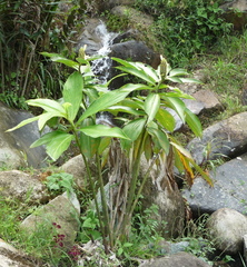 Costus guanaiensis