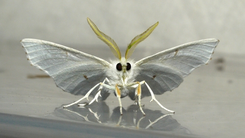 Elm Spanworm Moth photo 5