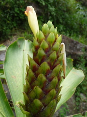 Costus guanaiensis