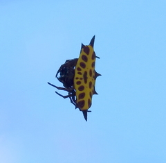Gasteracantha taeniata