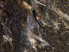 Othius punctulatus