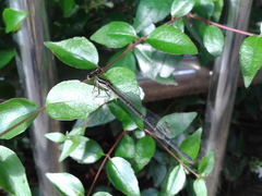 Platycnemis phyllopoda