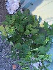 Broussonetia papyrifera