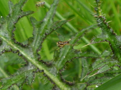 Neriene peltata