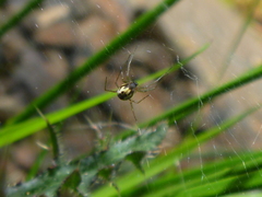 Neriene peltata