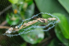 Cyclosa confusa