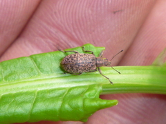 Polydrusus pilosus