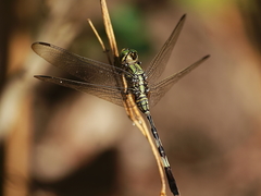 Orthetrum sabina