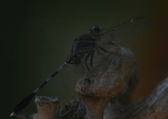 Orthetrum sabina