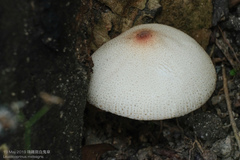 Leucoagaricus meleagris
