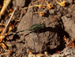 Orthetrum sabina