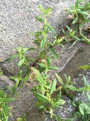 Oldenlandia corymbosa