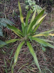 Crinum pedunculatum