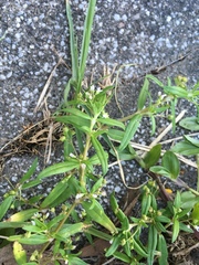 Oldenlandia corymbosa