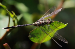 Orthetrum sabina
