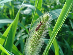 Pachygrontha antennata