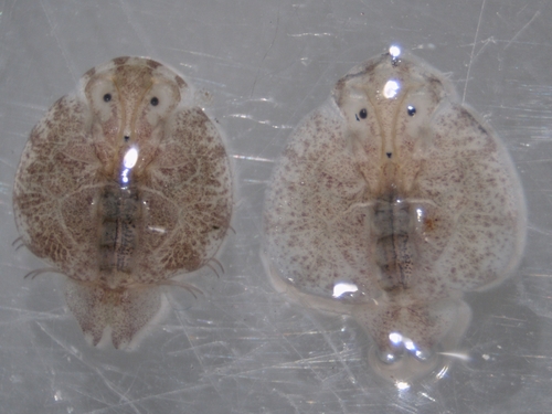 Argulus americanus