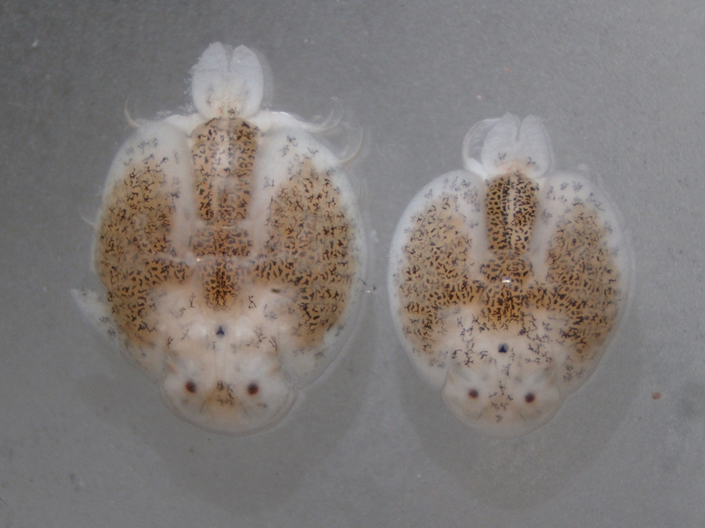 Argulus flavescens