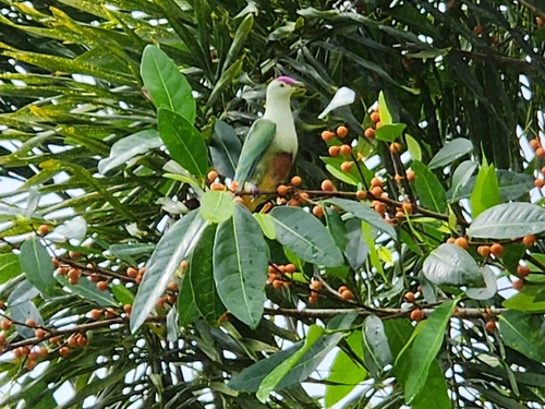 Crimson-crowned Fruit Dove (Ptilinopus porphyraceus)